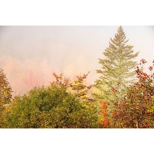 Jones, Allison 아티스트의 USA-New Hampshire-fall foliage north of Whitefield-along Rt 3작품입니다.